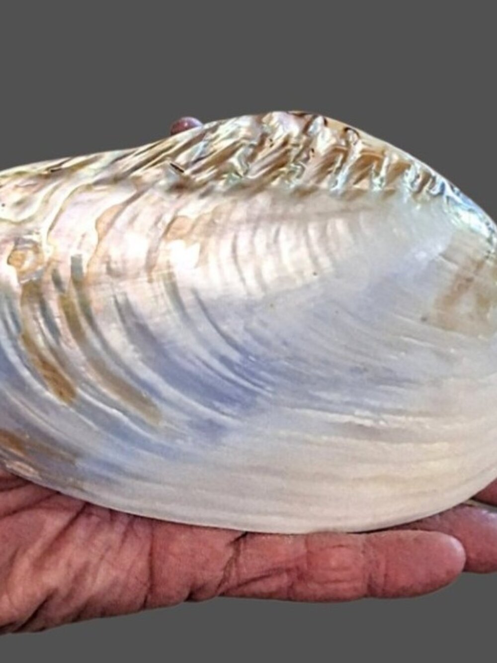 Polished Iridescent Penalized 7 1/2" Mother-of-Pearl Half Clam Shell Perfect